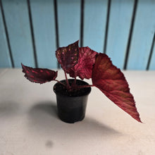 Load image into Gallery viewer, #G15 Begonia Dr Karissa