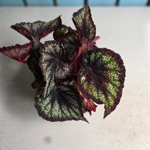 Load image into Gallery viewer, #77 Begonia Unknown