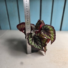 Load image into Gallery viewer, #77 Begonia Unknown