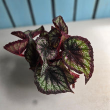Load image into Gallery viewer, #77 Begonia Unknown