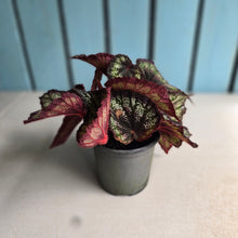 Load image into Gallery viewer, #77 Begonia Unknown