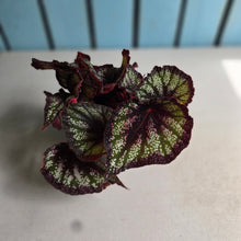Load image into Gallery viewer, #77 Begonia Unknown