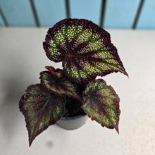 Load image into Gallery viewer, #111 Begonia Unknown