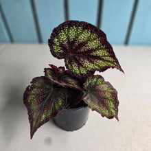 Load image into Gallery viewer, #111 Begonia Unknown