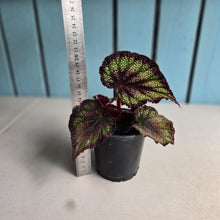 Load image into Gallery viewer, #111 Begonia Unknown
