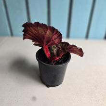 Load image into Gallery viewer, #111 Begonia Unknown