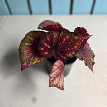 Load image into Gallery viewer, #H11 Begonia Dr Karissa