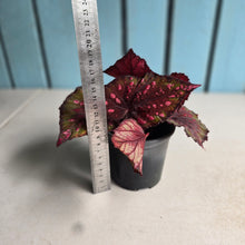 Load image into Gallery viewer, #H11 Begonia Dr Karissa