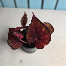 Load image into Gallery viewer, #H11 Begonia Dr Karissa