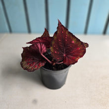 Load image into Gallery viewer, #H11 Begonia Dr Karissa