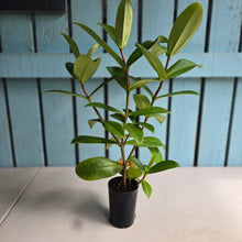 Load image into Gallery viewer, #B84 Medinilla Succulenta