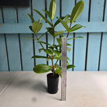Load image into Gallery viewer, #B84 Medinilla Succulenta