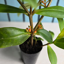 Load image into Gallery viewer, #B84 Medinilla Succulenta