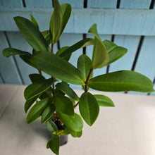 Load image into Gallery viewer, #B84 Medinilla Succulenta
