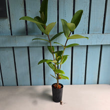 Load image into Gallery viewer, #W79 Medinilla Succulenta