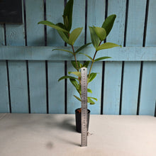 Load image into Gallery viewer, #W79 Medinilla Succulenta