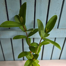 Load image into Gallery viewer, #W79 Medinilla Succulenta
