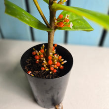 Load image into Gallery viewer, #W79 Medinilla Succulenta