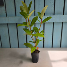 Load image into Gallery viewer, #C1 Medinilla Succulenta
