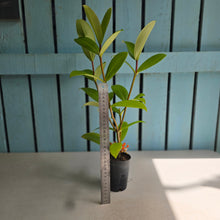 Load image into Gallery viewer, #C1 Medinilla Succulenta