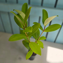 Load image into Gallery viewer, #C1 Medinilla Succulenta
