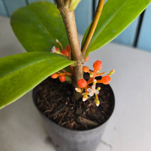 Load image into Gallery viewer, #C1 Medinilla Succulenta