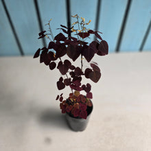 Load image into Gallery viewer, #W9 Oxalis Hedysaroides - Fire Fern