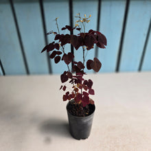Load image into Gallery viewer, #W9 Oxalis Hedysaroides - Fire Fern