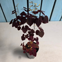 Load image into Gallery viewer, #W9 Oxalis Hedysaroides - Fire Fern