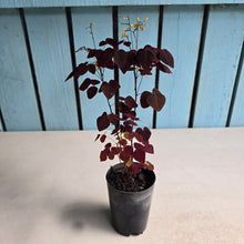 Load image into Gallery viewer, #W9 Oxalis Hedysaroides - Fire Fern
