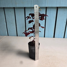Load image into Gallery viewer, #W9 Oxalis Hedysaroides - Fire Fern