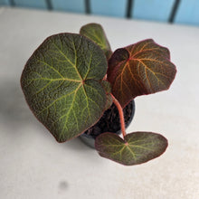 Load image into Gallery viewer, #M9 Begonia Yorkes Delight
