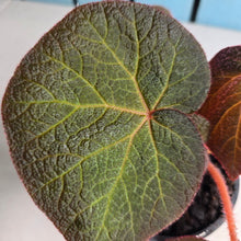 Load image into Gallery viewer, #M9 Begonia Yorkes Delight