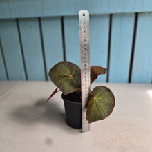 Load image into Gallery viewer, #M9 Begonia Yorkes Delight