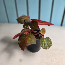Load image into Gallery viewer, #M9 Begonia Yorkes Delight