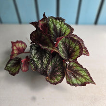 Load image into Gallery viewer, #40 Begonia Unknown