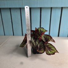 Load image into Gallery viewer, #40 Begonia Unknown