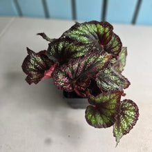 Load image into Gallery viewer, #40 Begonia Unknown