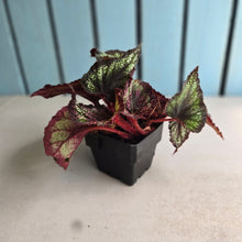 Load image into Gallery viewer, #40 Begonia Unknown