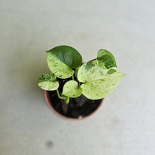 Load image into Gallery viewer, #54 Variegated Anthurium Hookeri