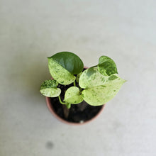 Load image into Gallery viewer, #54 Variegated Anthurium Hookeri