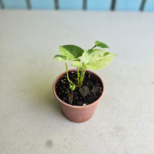Load image into Gallery viewer, #54 Variegated Anthurium Hookeri