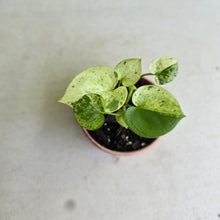Load image into Gallery viewer, #54 Variegated Anthurium Hookeri