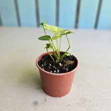 Load image into Gallery viewer, #54 Variegated Anthurium Hookeri