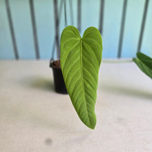 Load image into Gallery viewer, #17c Anthurium Panamense