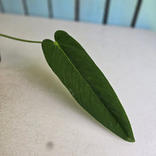 Load image into Gallery viewer, #17c Anthurium Panamense