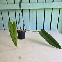 Load image into Gallery viewer, #17c Anthurium Panamense