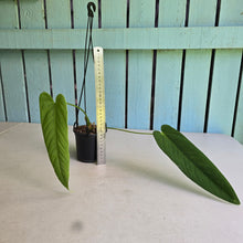Load image into Gallery viewer, #17c Anthurium Panamense
