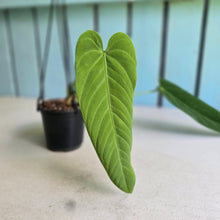 Load image into Gallery viewer, #17c Anthurium Panamense