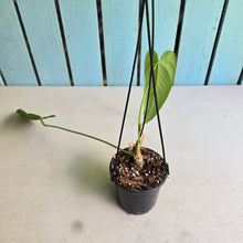 Load image into Gallery viewer, #17c Anthurium Panamense